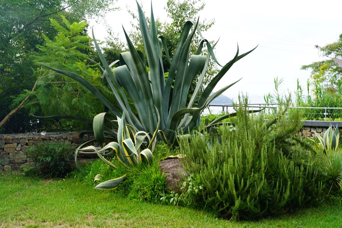 敷地内の植栽と海の見える景色